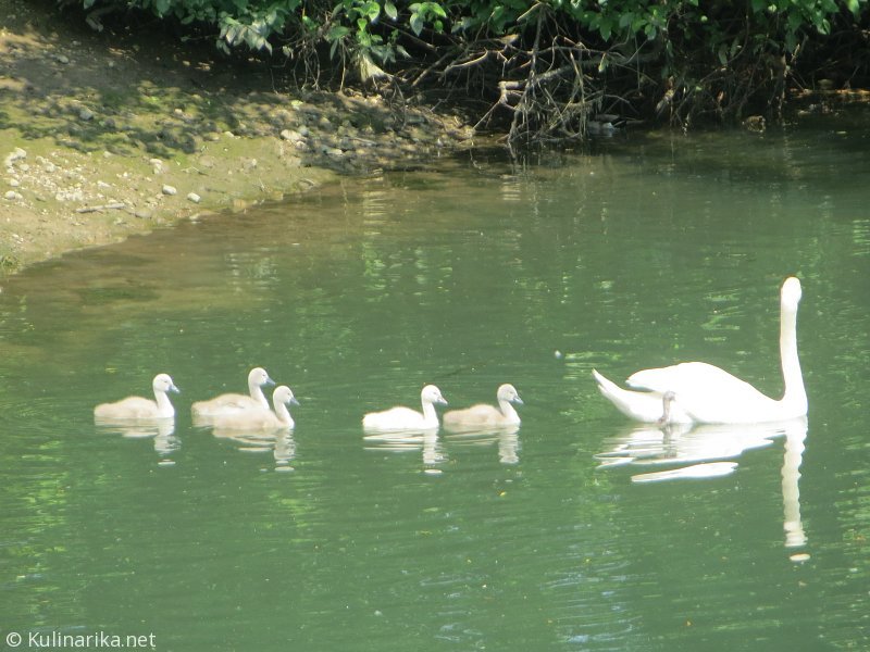 FUŽINSKI UTRINKI - 2015