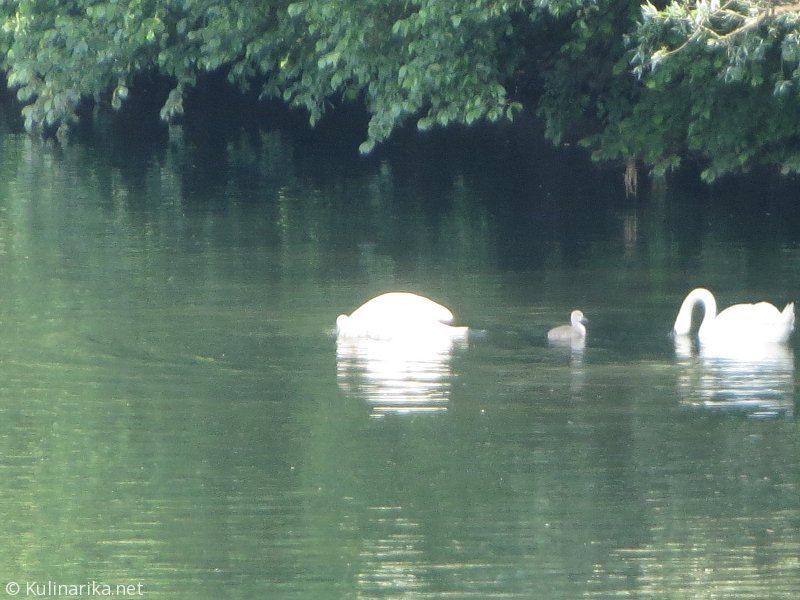 FUŽINSKI UTRINKI - 2015