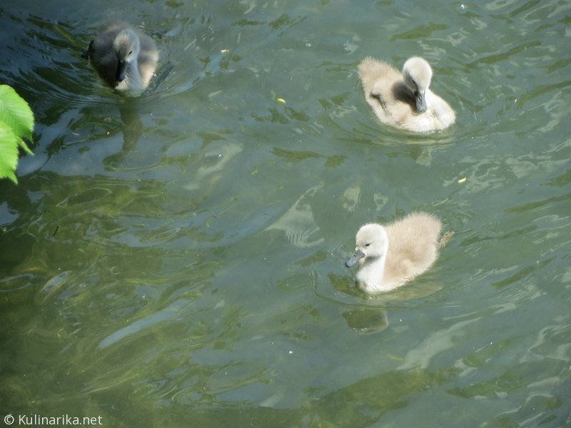 Fužinski utrinki - 2016