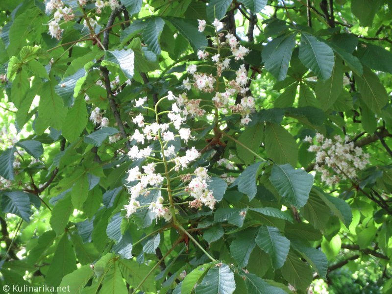 FUŽINSKI UTRINKI - 2015