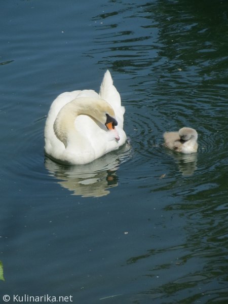 Fužinski utrinki - 2016