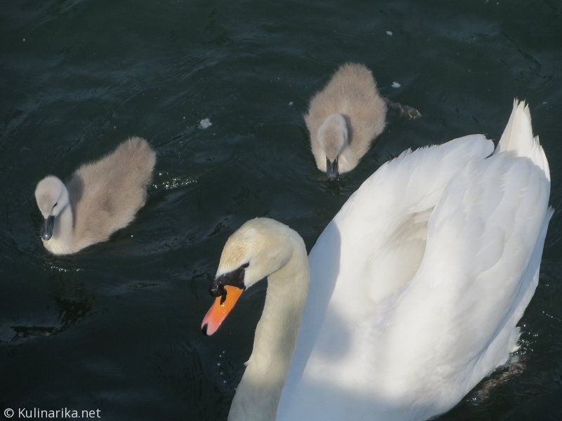 FUŽINSKI UTRINKI - 2015
