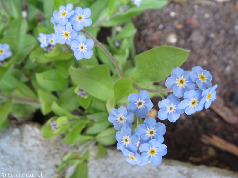 FUŽINSKI UTRINKI - 2015