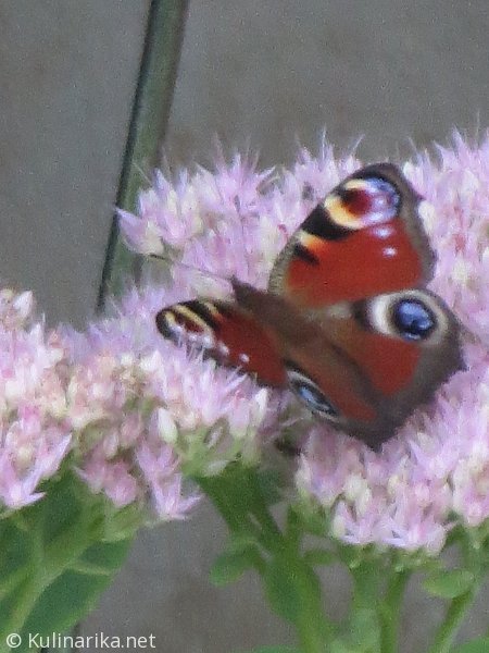 Fužinski utrinki - 2016