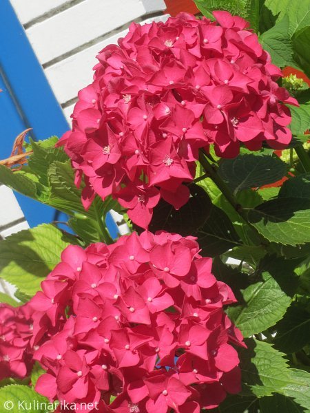 Fužinski utrinki - 2016