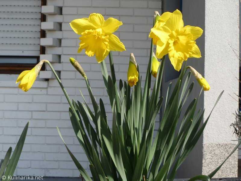 FUŽINSKI UTRINKI - 2015