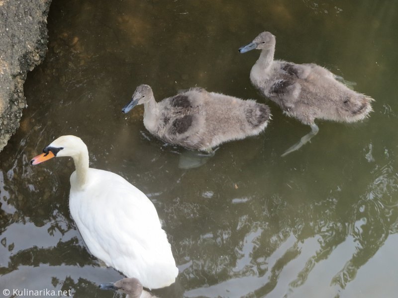 FUŽINSKI UTRINKI - 2015