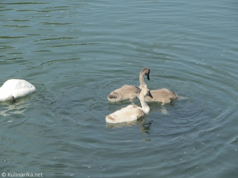 FUŽINSKI UTRINKI - 2015