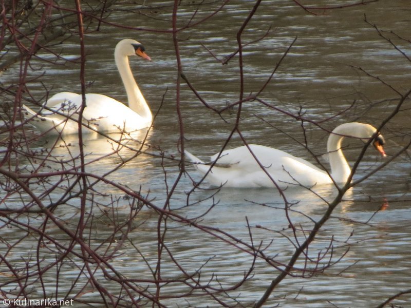 FUŽINSKI UTRINKI - 2015