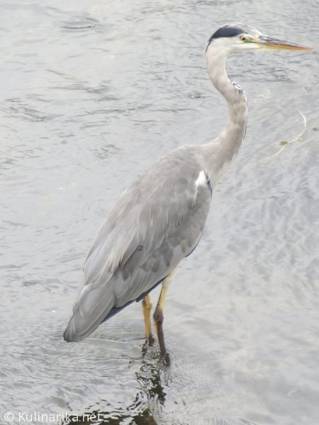 FUŽINSKI UTRINKI - 2015