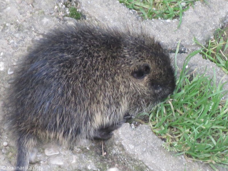 Fužinski utrinki - 2016