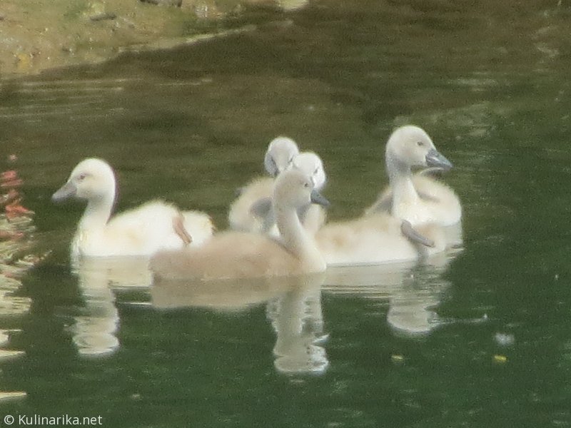 FUŽINSKI UTRINKI - 2015