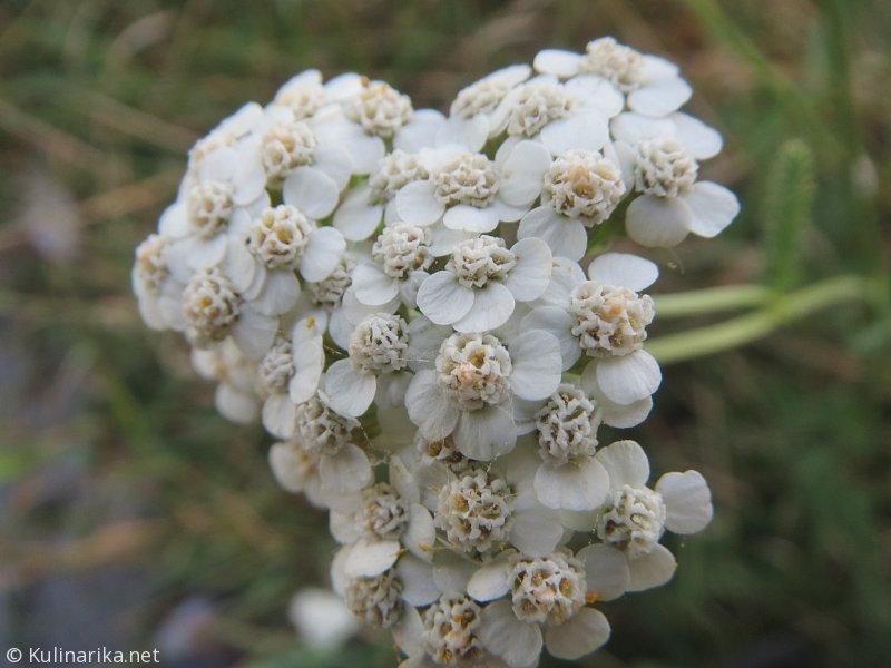 Fužinski utrinki - 2016