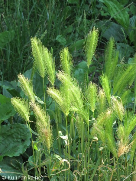 FUŽINSKI UTRINKI - 2015