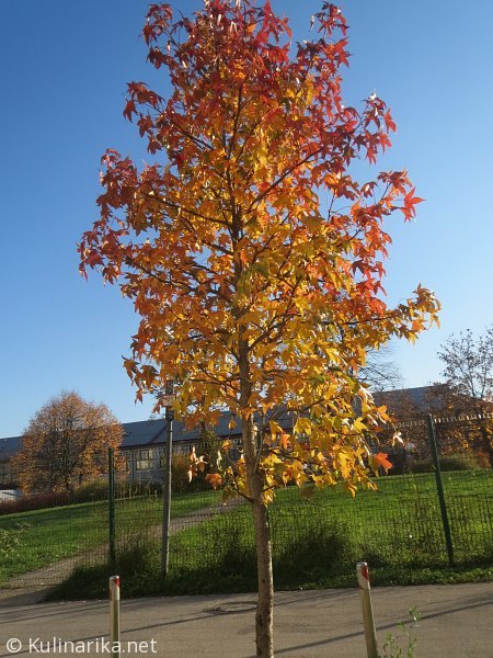 FUŽINSKI UTRINKI - 2015