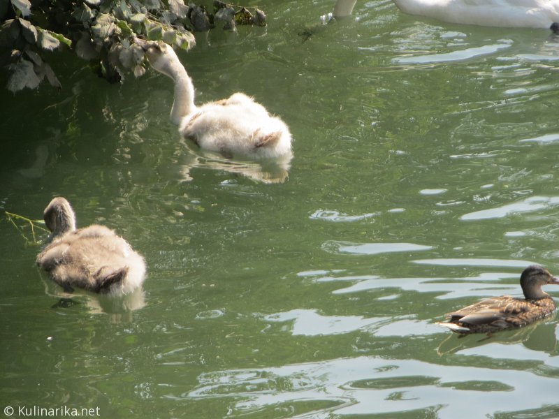 FUŽINSKI UTRINKI - 2015
