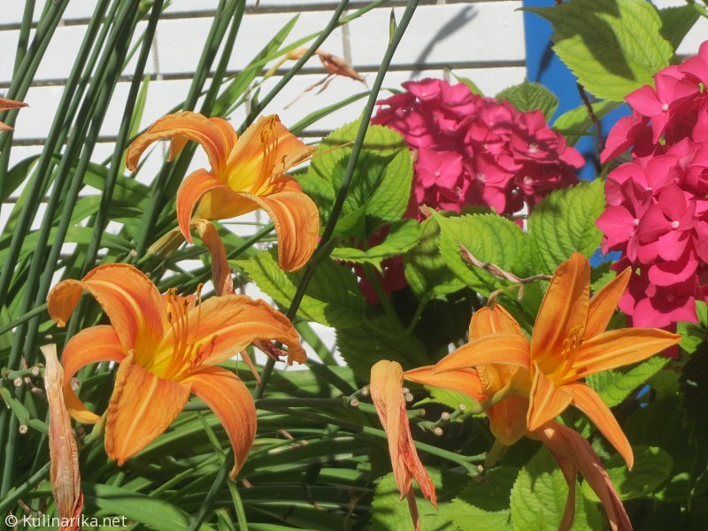 Fužinski utrinki - 2016