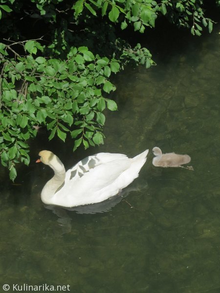 Fužinski utrinki - 2016