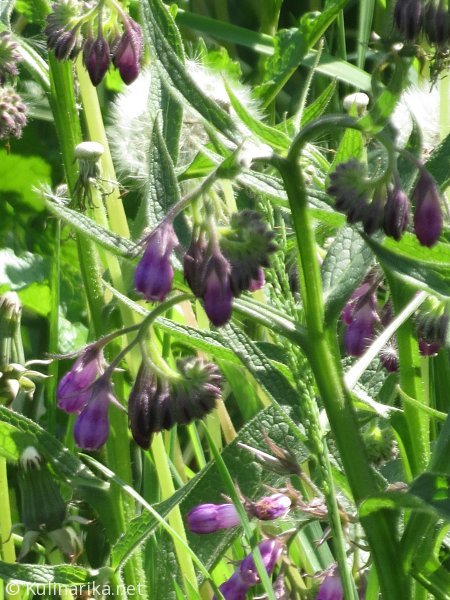 FUŽINSKI UTRINKI - 2015