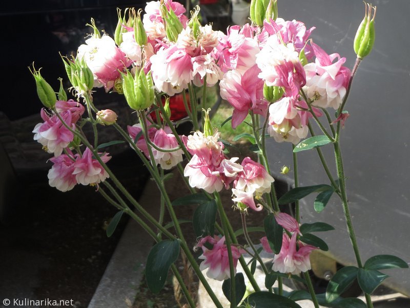 FUŽINSKI UTRINKI - 2015