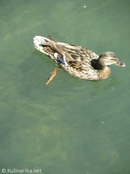 Fužinski utrinki - 2016