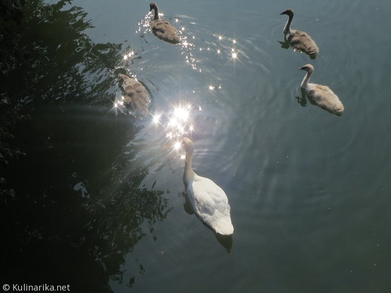 FUŽINSKI UTRINKI - 2015
