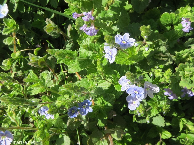 FUŽINSKI UTRINKI - 2015