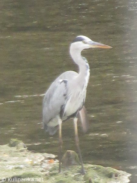 Fužinski utrinki - 2016