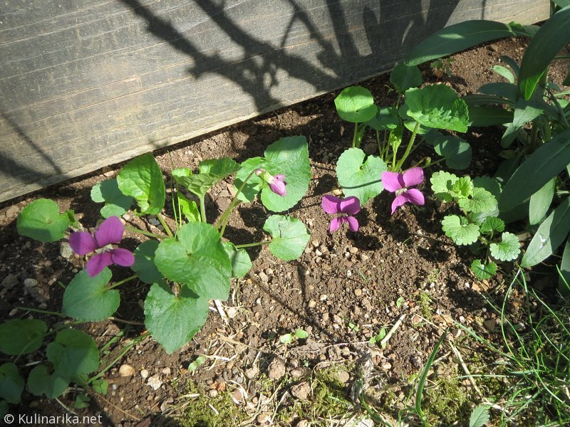 FUŽINSKI UTRINKI - 2015