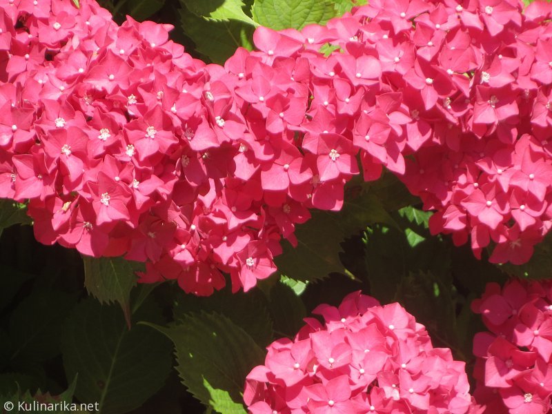 Fužinski utrinki - 2016