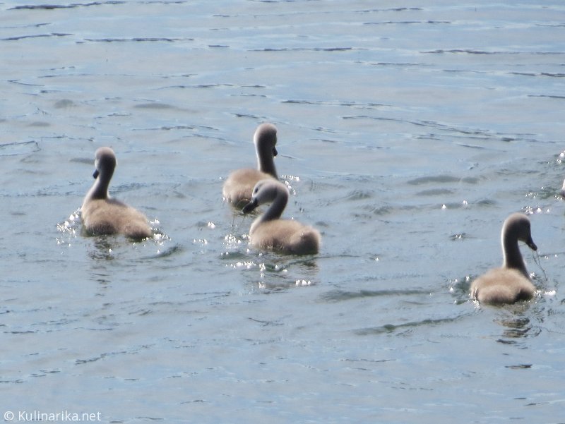 FUŽINSKI UTRINKI - 2015