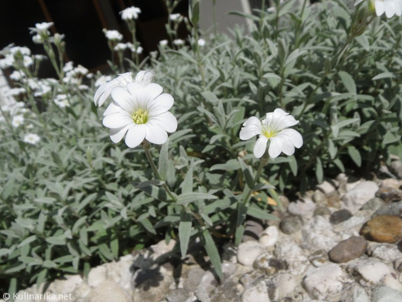 FUŽINSKI UTRINKI - 2015