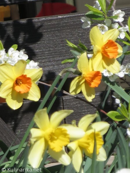 FUŽINSKI UTRINKI - 2015