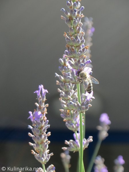 FUŽINSKI UTRINKI - 2015