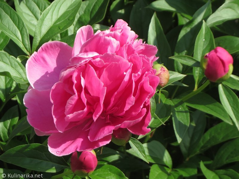 FUŽINSKI UTRINKI - 2015