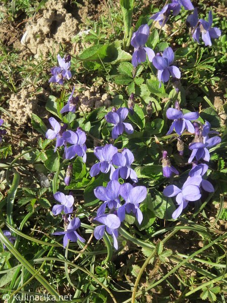 Fužinski utrinki - 2016