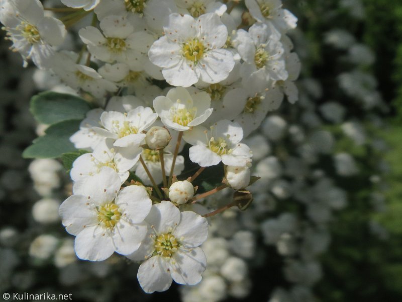 Fužinski utrinki - 2016