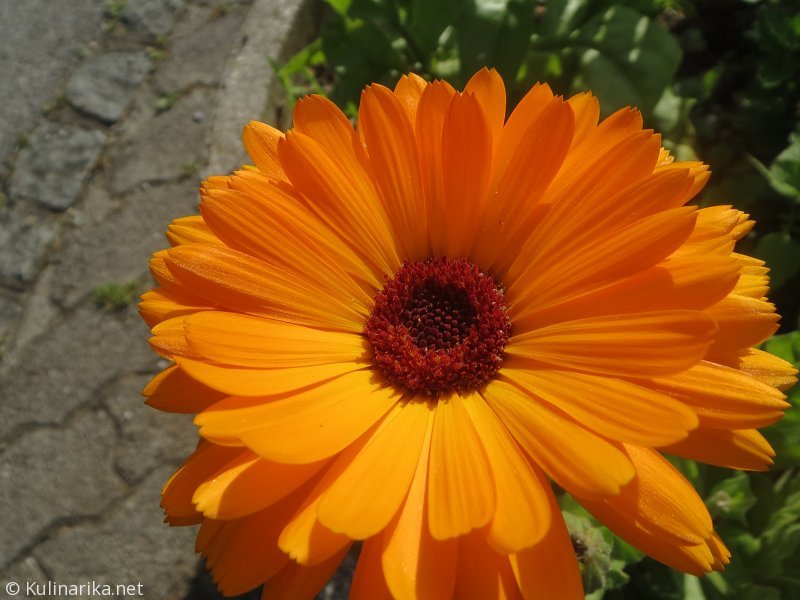 Fužinski utrinki - 2016