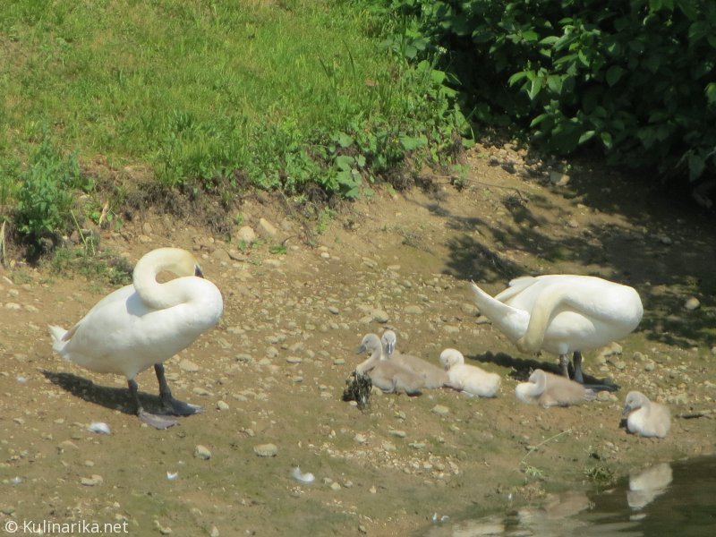 FUŽINSKI UTRINKI - 2015