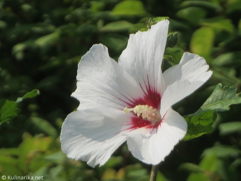 FUŽINSKI UTRINKI - 2015