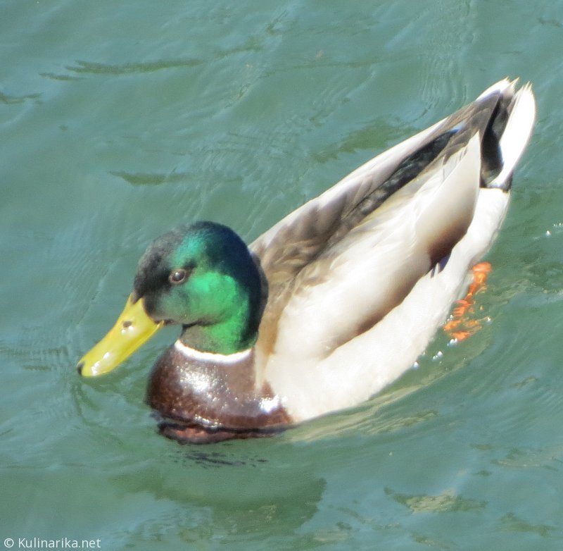 FUŽINSKI UTRINKI - 2015