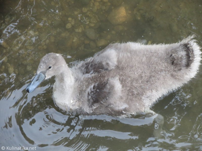 FUŽINSKI UTRINKI - 2015