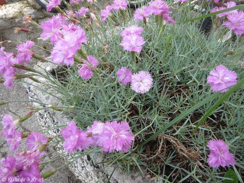 FUŽINSKI UTRINKI - 2015