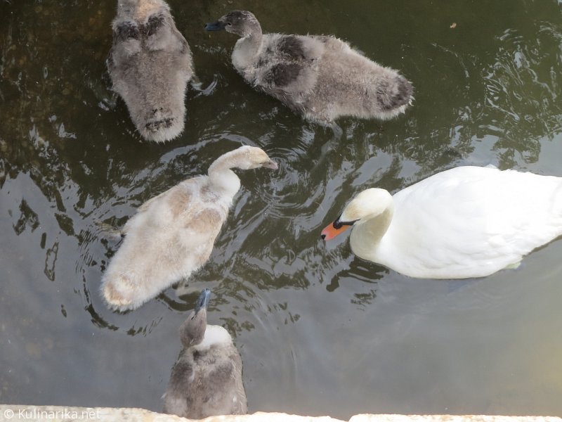 FUŽINSKI UTRINKI - 2015