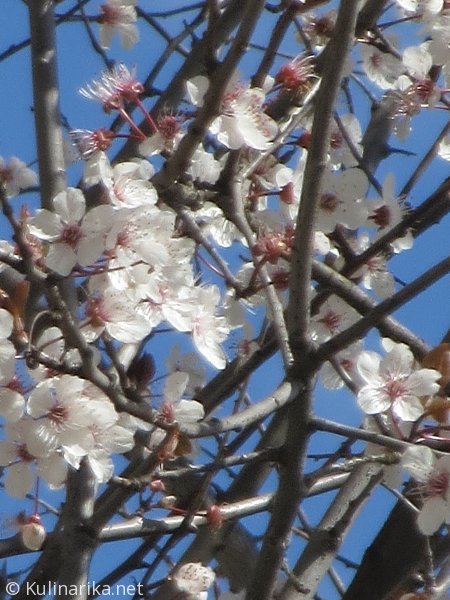 FUŽINSKI UTRINKI - 2015