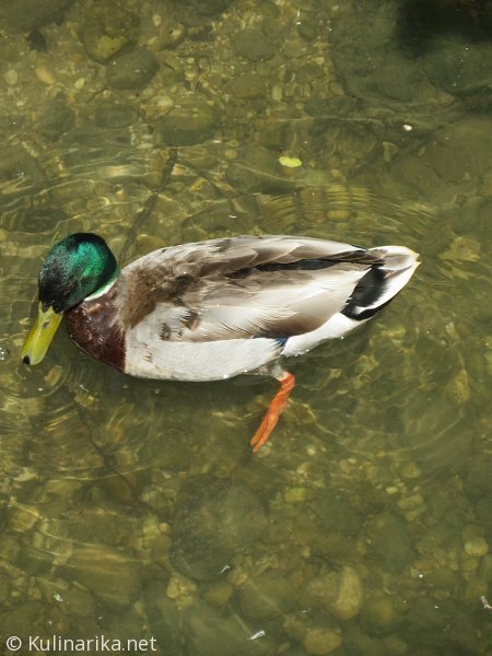 Fužinski utrinki - 2016