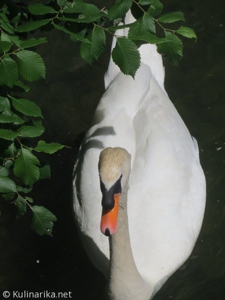 Fužinski utrinki - 2016
