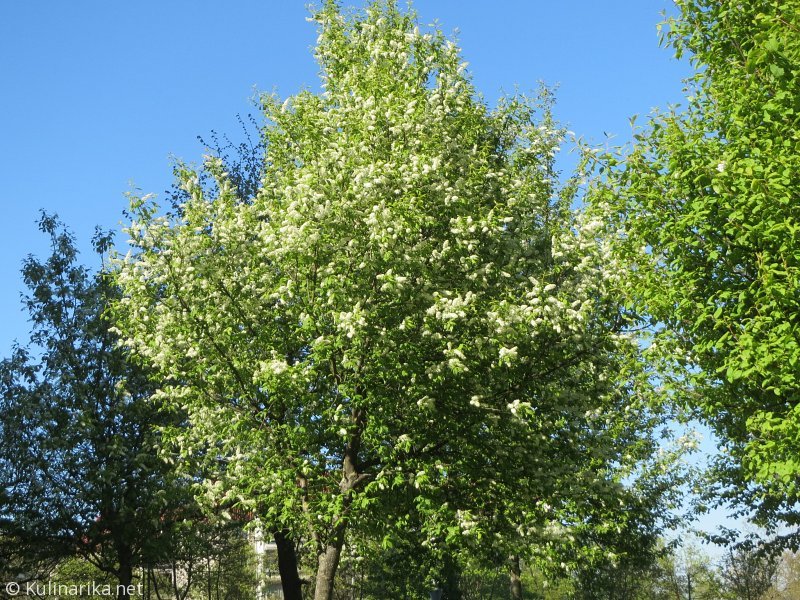 FUŽINSKI UTRINKI - 2015