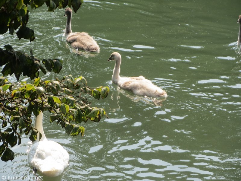 FUŽINSKI UTRINKI - 2015