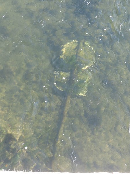 Fužinski utrinki - 2016